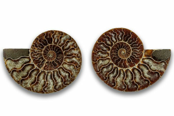Cut & Polished, Agatized Ammonite Fossil - Madagascar #323379